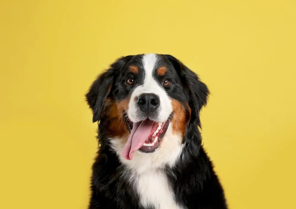 A smiling Bernese Mountain Dog against a bright yellow background