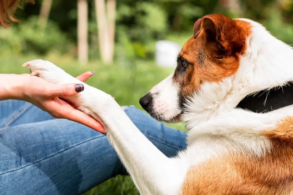 A white and brown dog resting its paw in a woman's hand outdoors