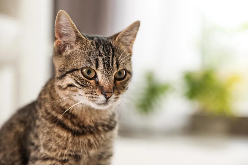 A brown tabby cat sitting in a bright room