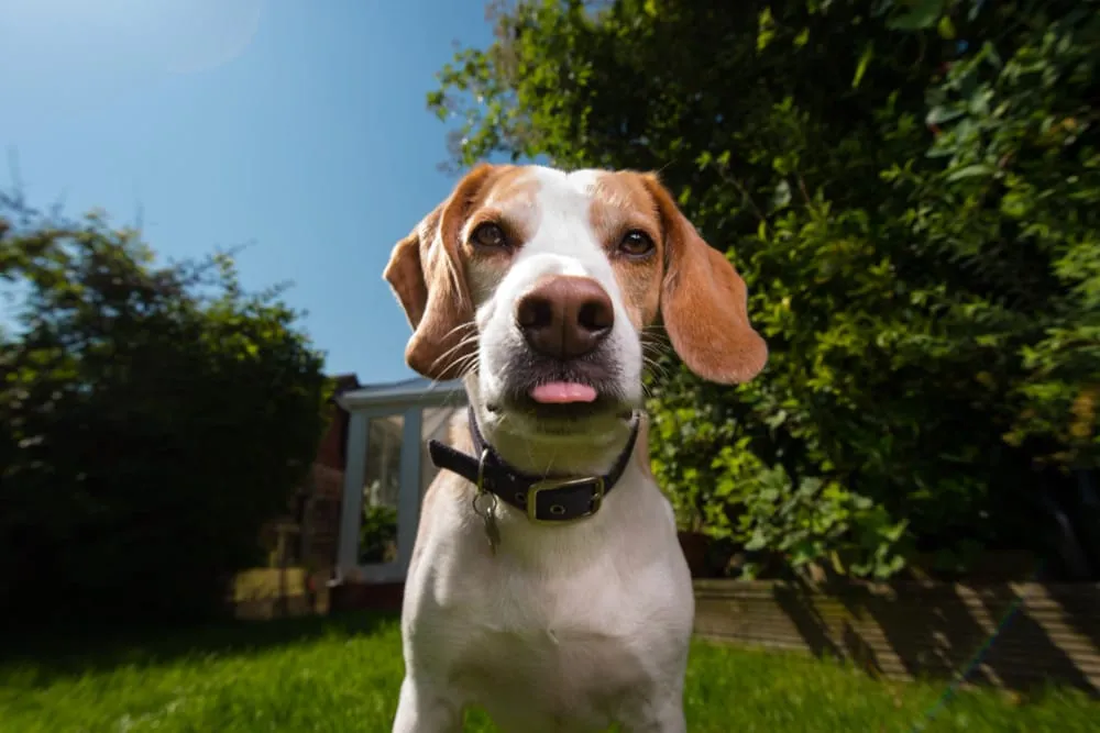 A beagle in a collar standing in a green backyard