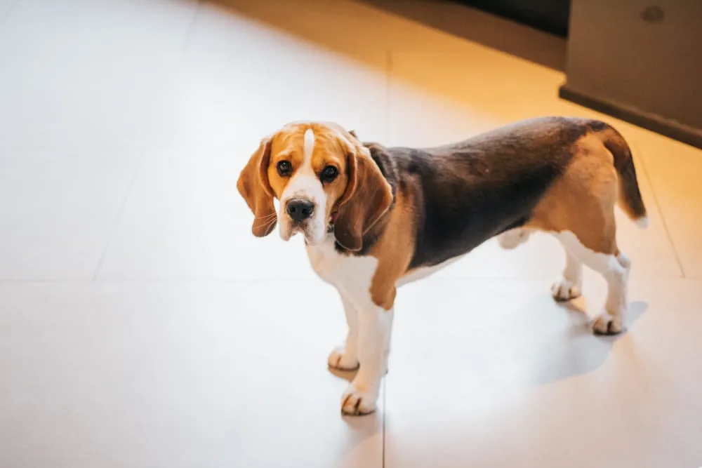 A beagle standing on a light tile floor