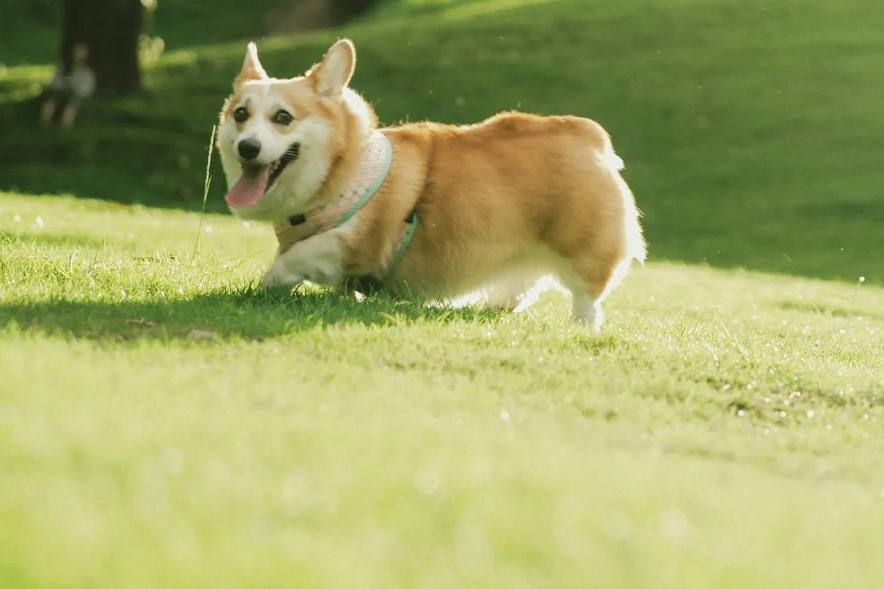 A happy Corgi trotting across a sunny lawn