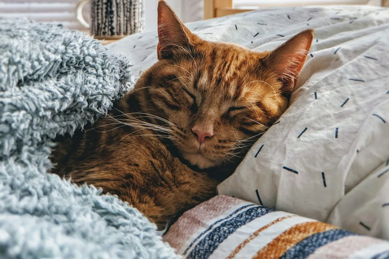 An orange tabby cat sleeping on a pillow beside a blue blanket