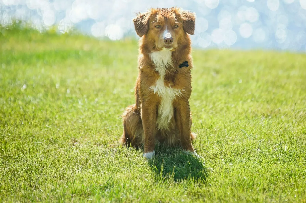 A red and white Australian Shepherd sitting in bright green grass