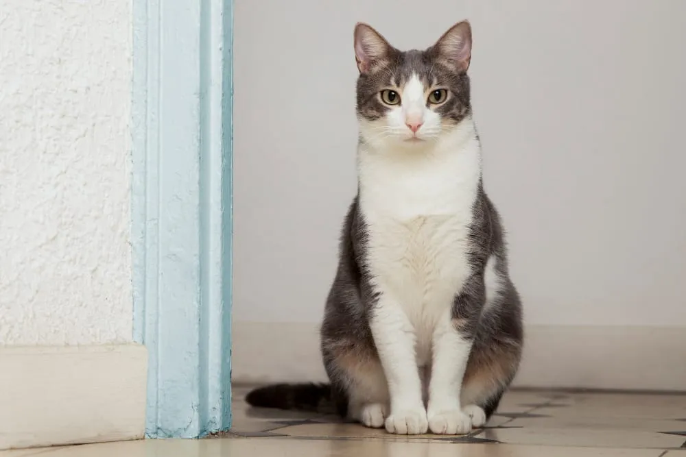 A gray and white cat sitting calmly in a doorway