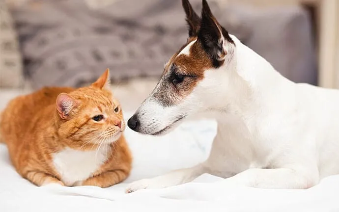 An orange tabby cat and a white and brown terrier lying nose to nose on a bed