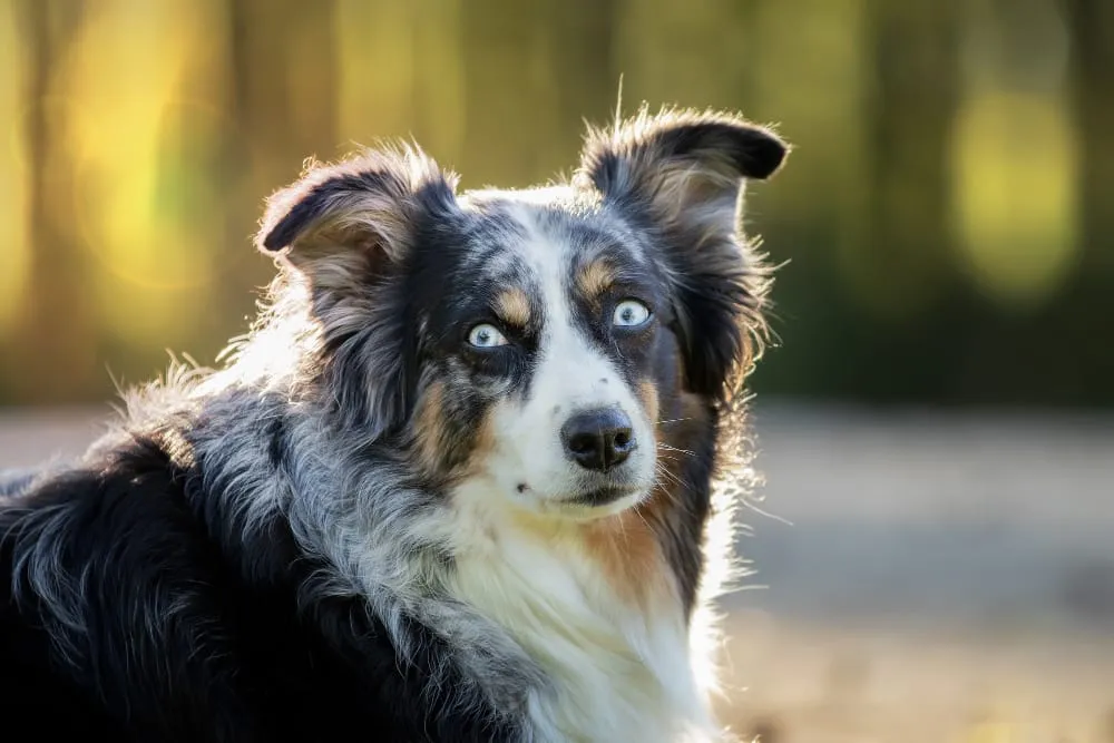A blue merle Australian shepherd with pale blue eyes sitting outdoors in soft light