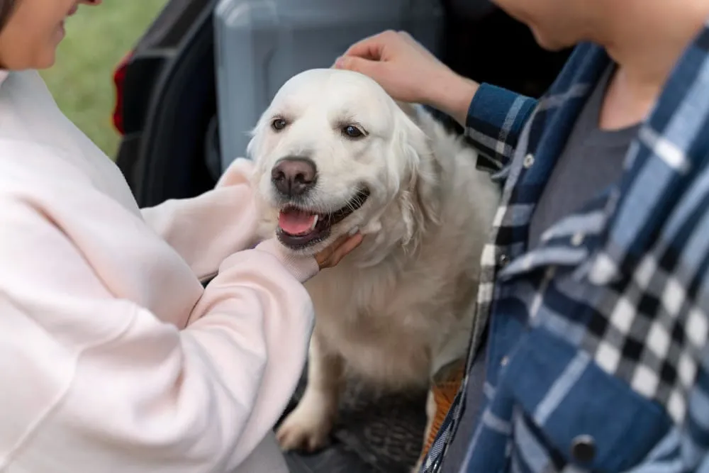 A happy golden retriever being petted by two people