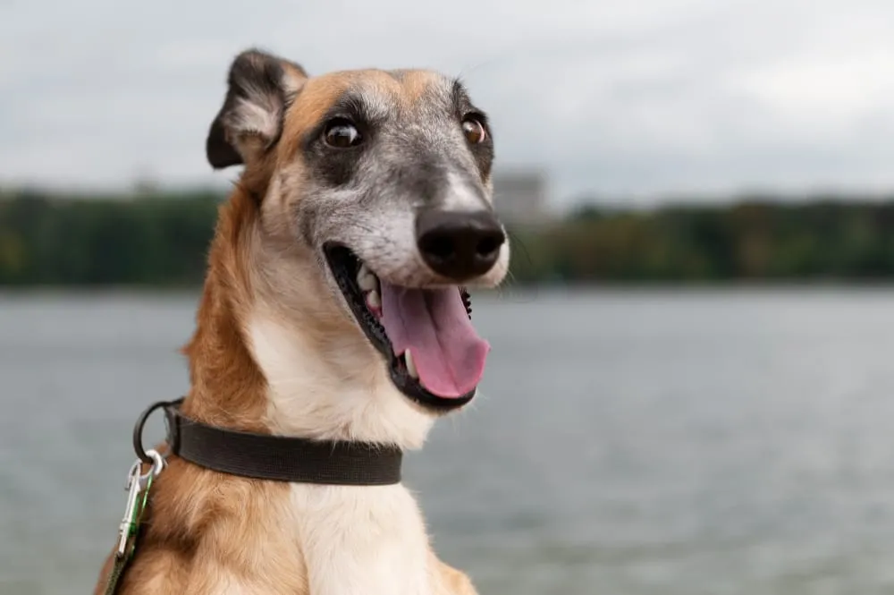 A smiling tan and white dog with a black collar outdoors by the water