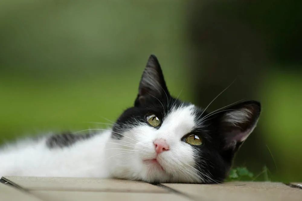 A black and white cat resting its chin on a ledge outdoors and looking at the camera