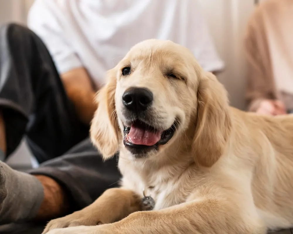 A happy golden retriever lying down among a group of people
