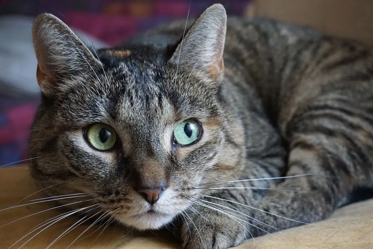 A close-up of a grey tabby cat with green eyes, lying down and looking at the camera
