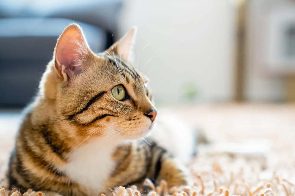A tabby cat lying on a soft rug and looking off to the side