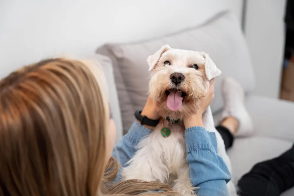 A happy white terrier sitting on a couch while its owner gently holds its face