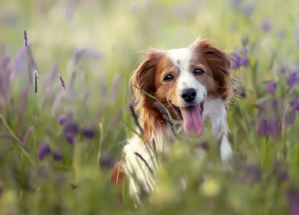 A brown and white spaniel among wildflowers