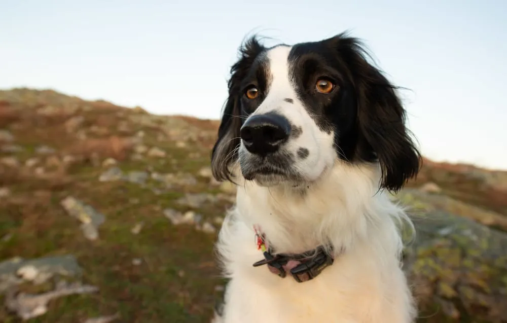 A black and white spaniel sitting calmly on a hillside