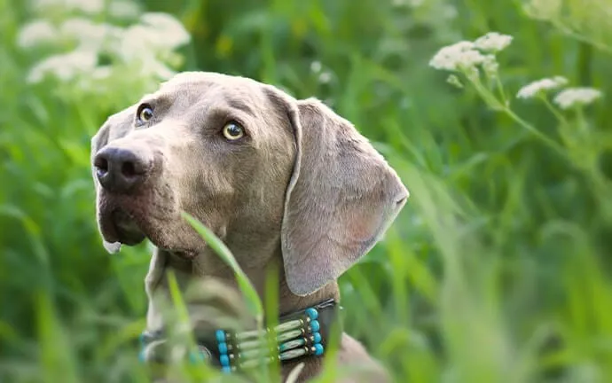 A gray Weimaraner resting among tall green grass