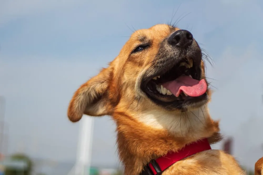 A tan dog with a red collar smiling in the sunshine