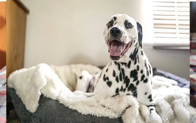 A happy Dalmatian with its mouth open sitting in a cozy dog bed