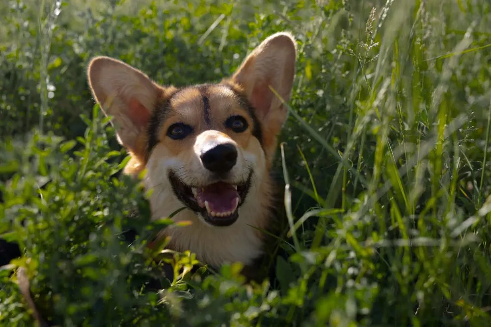 A smiling Pembroke Welsh corgi peeking out from tall green grass