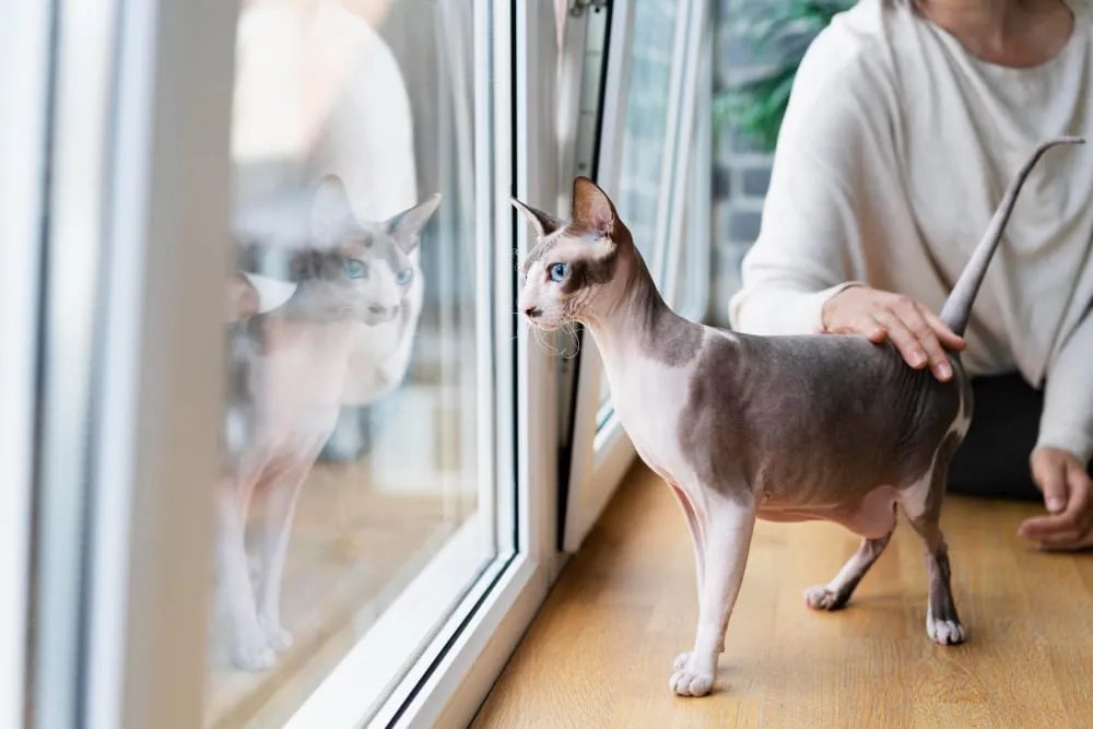 A hairless sphynx cat standing by a window while its owner pets it