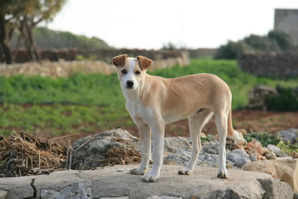A young tan and white dog standing on a rocky ledge outdoors