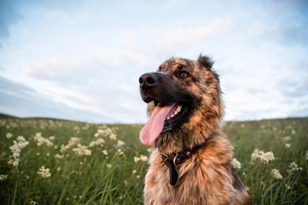 A fluffy brown and black shepherd mix sitting in a grassy field of wildflowers