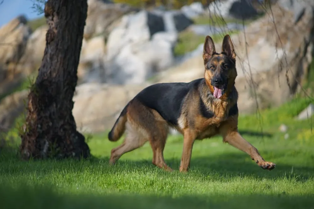 A German shepherd trotting across a lawn