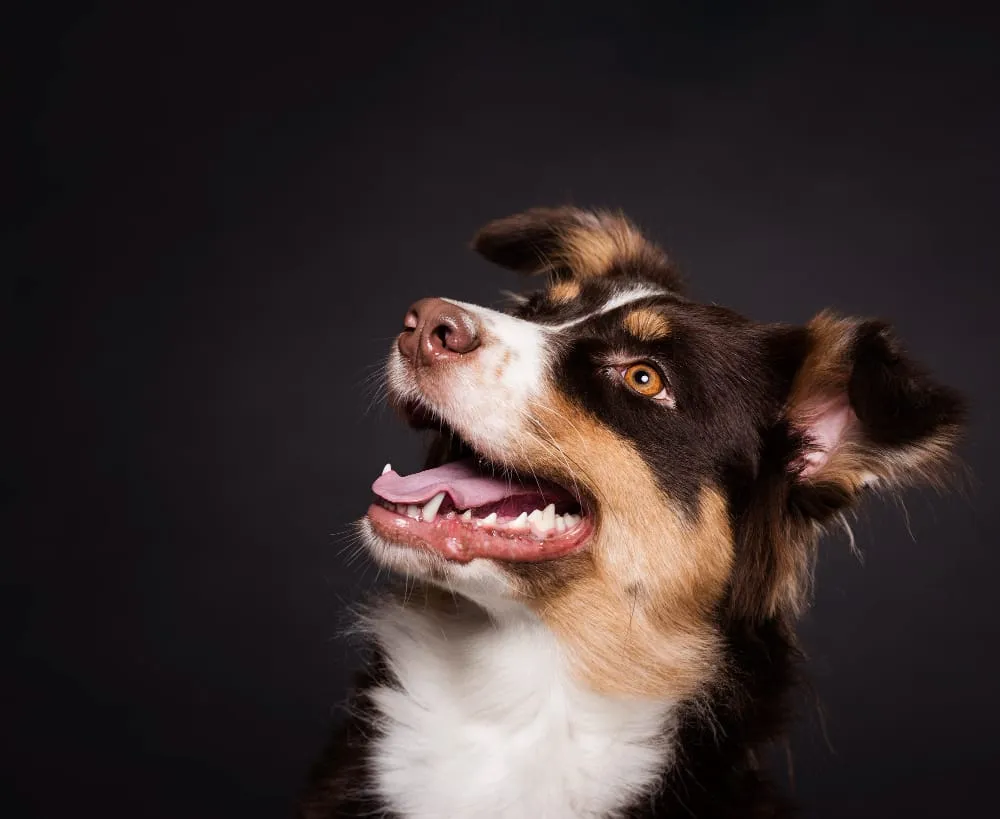 A tricolor Australian Shepherd looking up with a happy, open-mouthed expression
