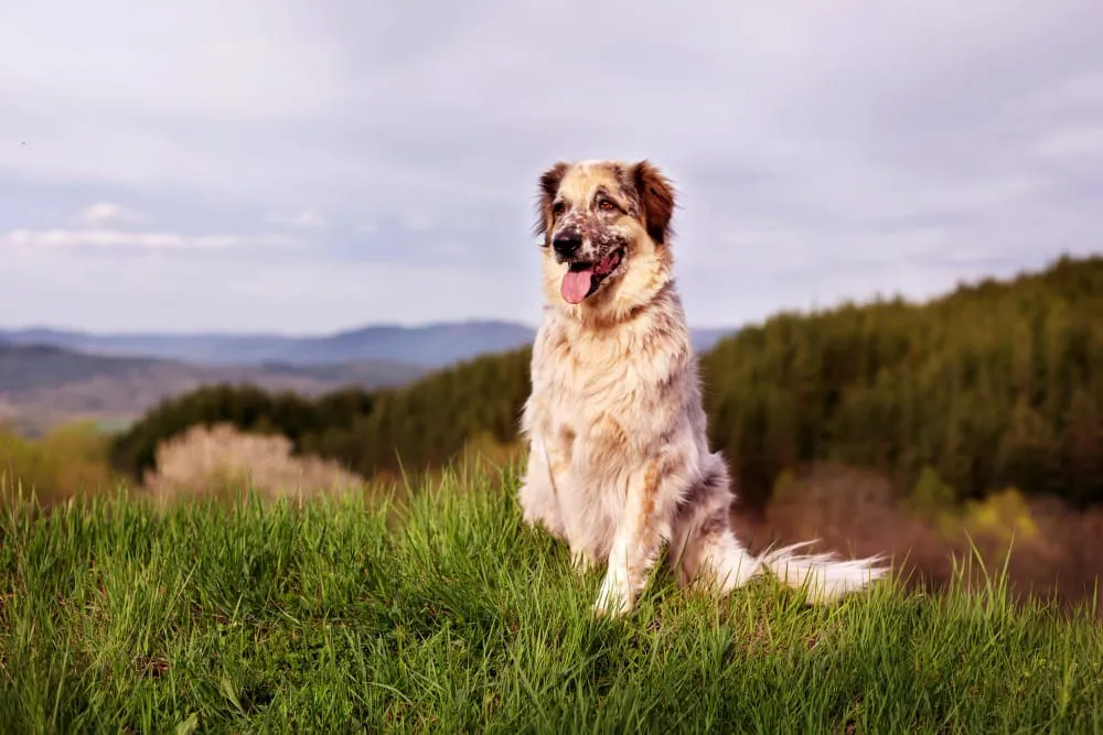 A shaggy dog sitting in tall grass on a hillside with hills in the distance