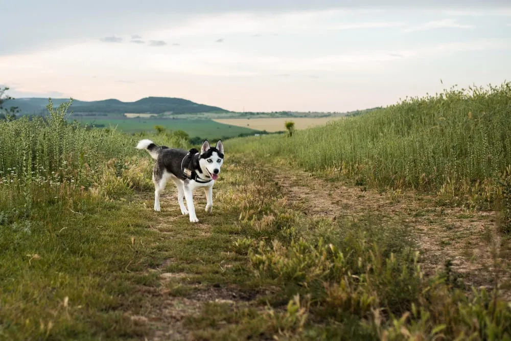 A husky trotting toward the camera on a grassy trail through green spring fields