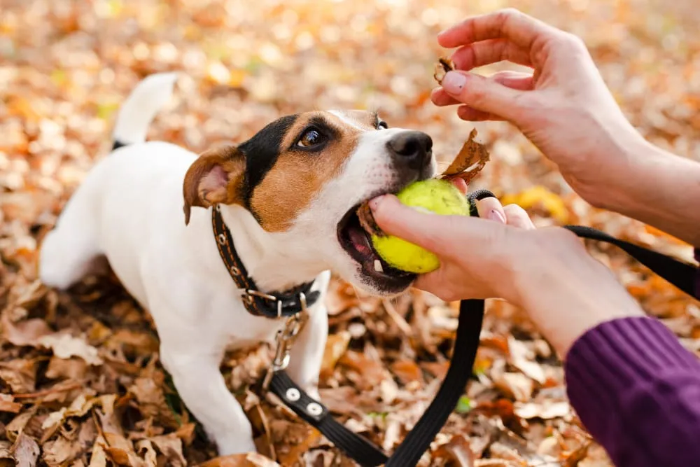 A Jack Russell terrier on a leash biting a tennis ball held out by its owner in autumn leaves