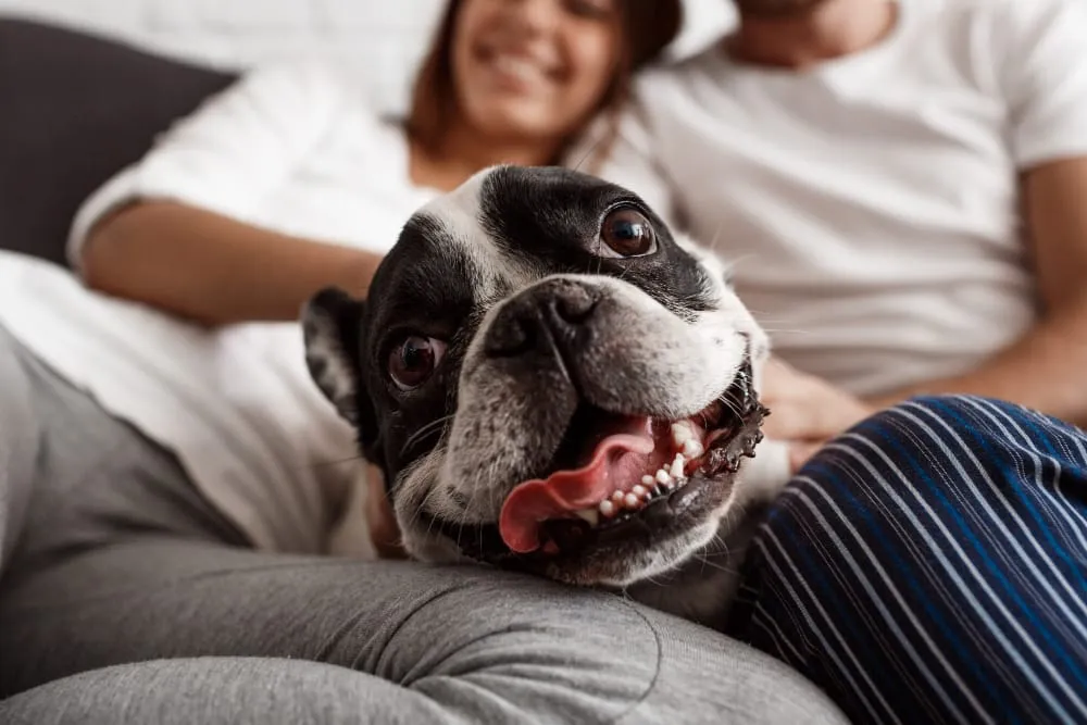 A happy French bulldog sitting on the couch between its two smiling owners