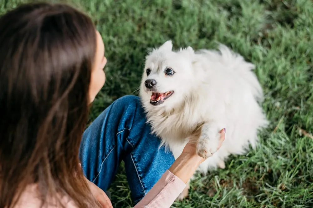 A fluffy white spitz playing on the grass with a smiling woman
