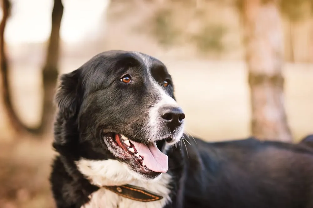 A black and white dog lying down outdoors