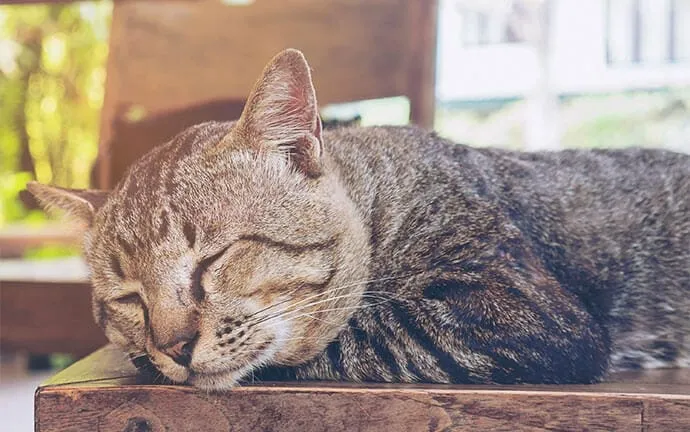 A tabby cat sleeping peacefully with its eyes closed