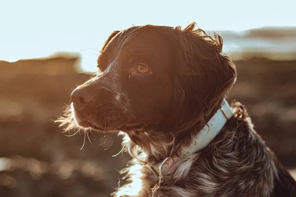 A brown and white spaniel sitting quietly in soft evening light