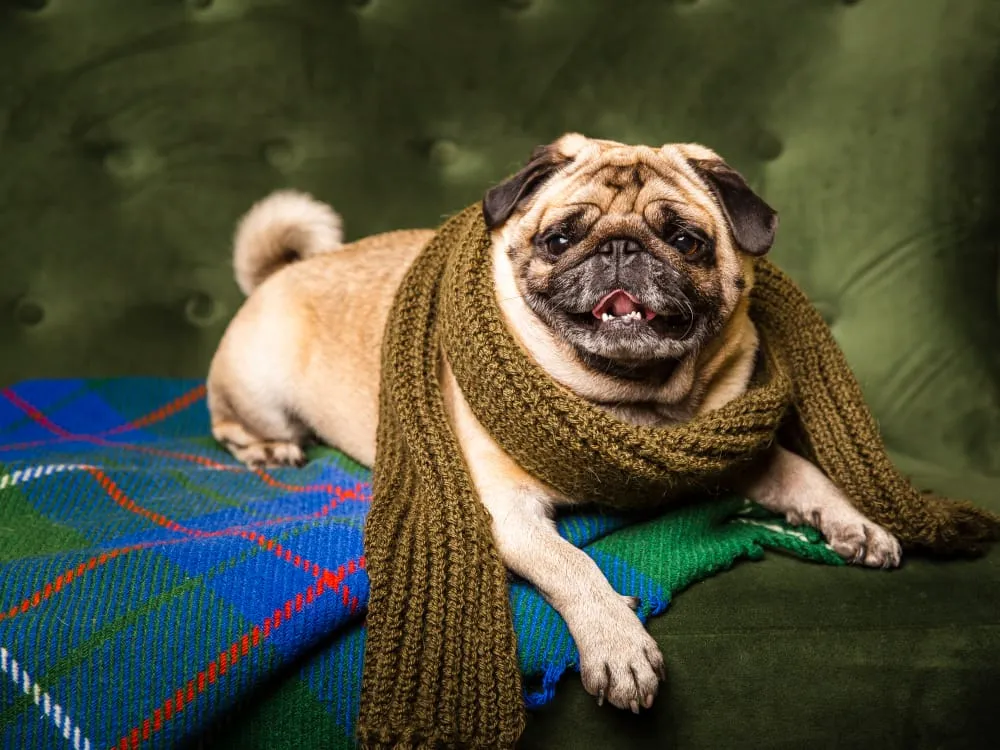 A pug wearing a knitted scarf, lounging on a plaid blanket