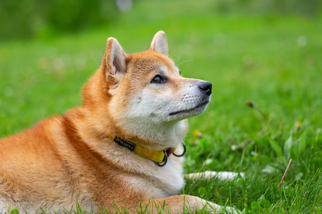 A Shiba Inu lying in green grass and looking up