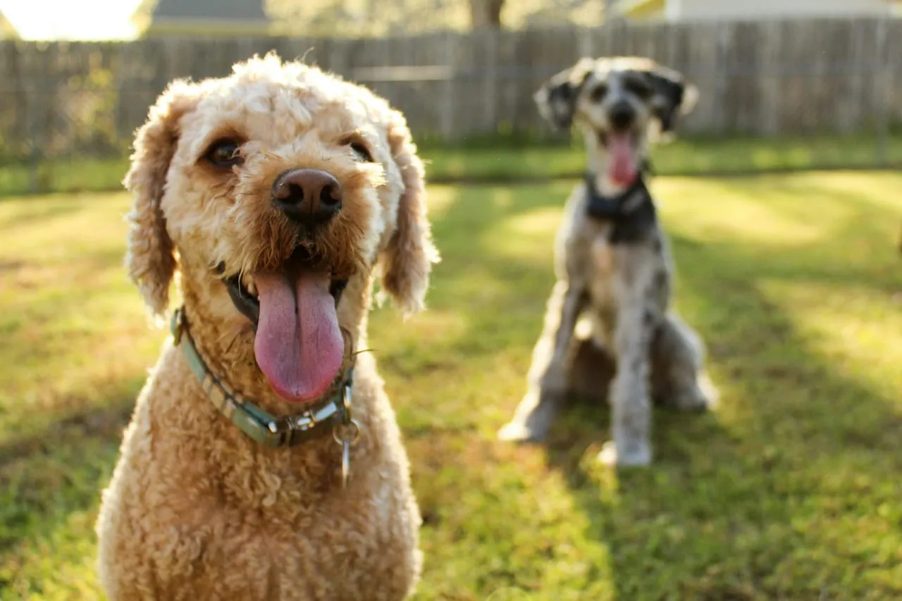 A curly-coated doodle and a gray terrier mix sitting in a sunny backyard