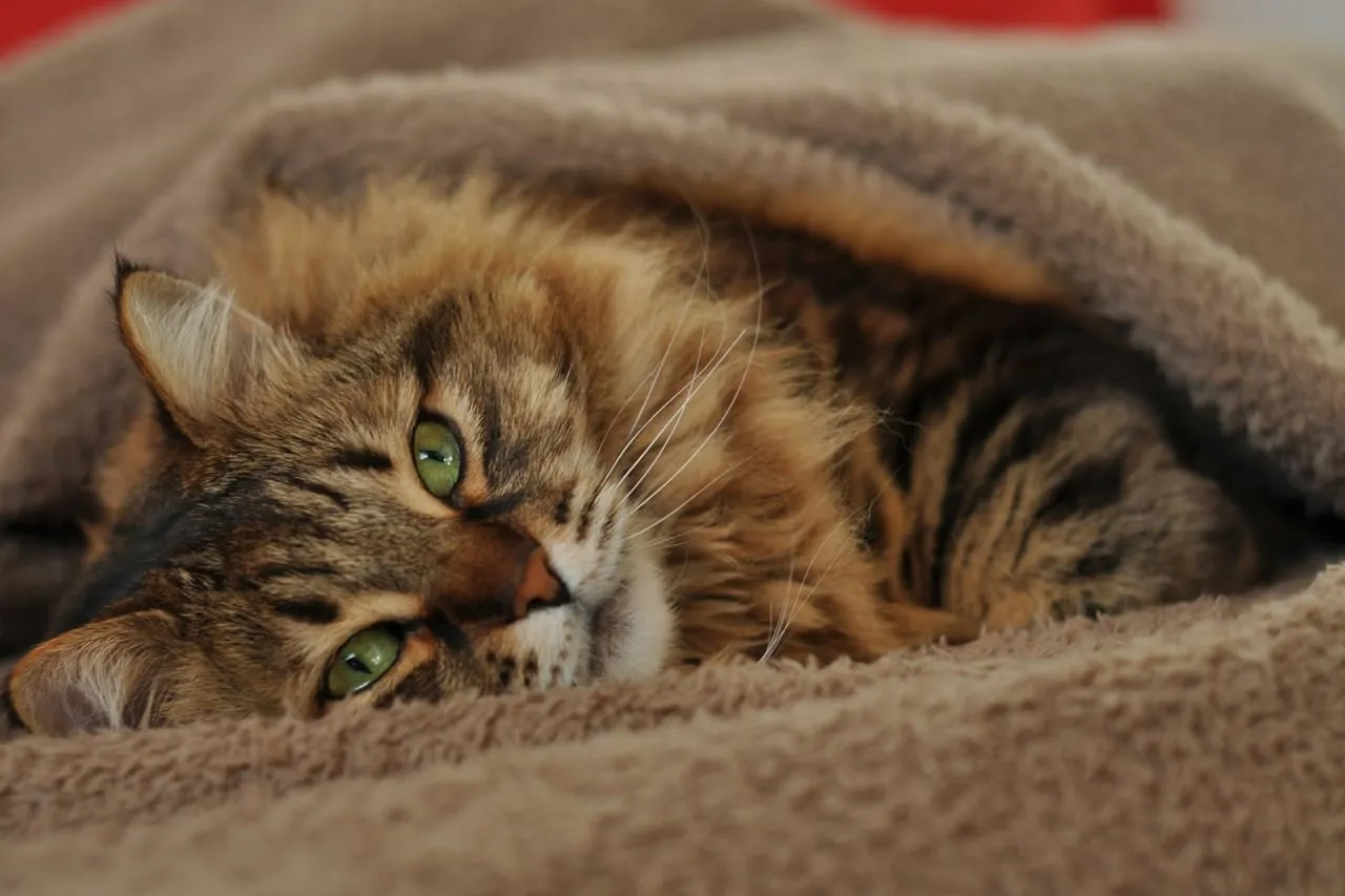 A long-haired tabby cat with green eyes resting under a soft brown blanket