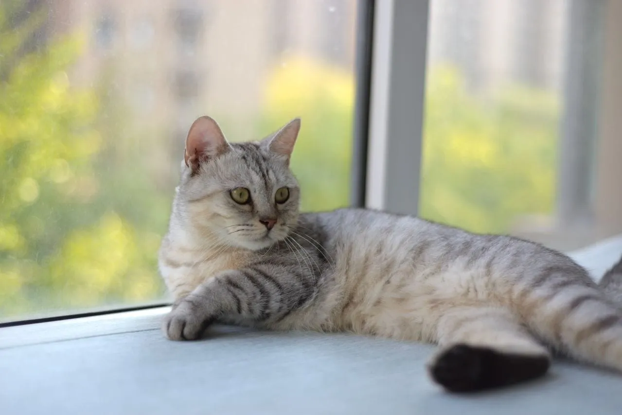 A silver tabby cat lying on a windowsill