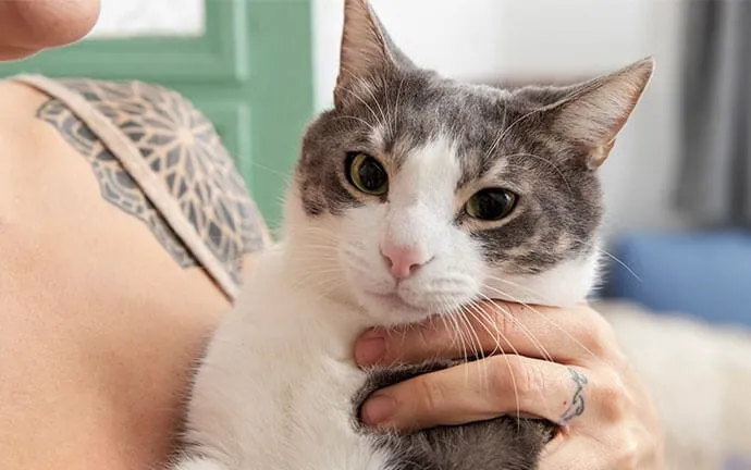 A gray and white cat resting calmly in a person’s arms