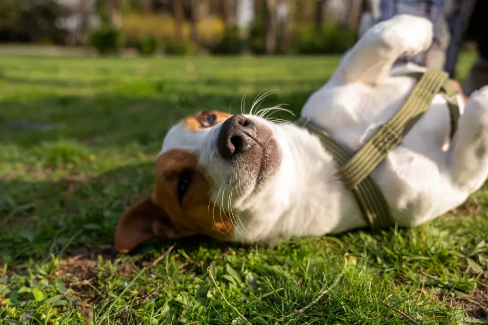 A Jack Russell terrier puppy in a harness rolling on its back in the grass