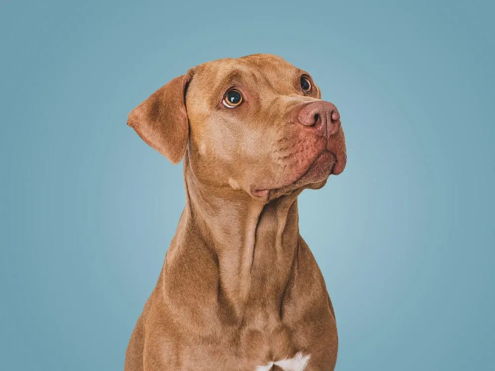 A brown pit bull type dog against a blue background