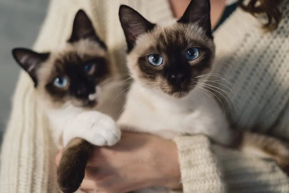 Two Siamese cats held in a person's arms