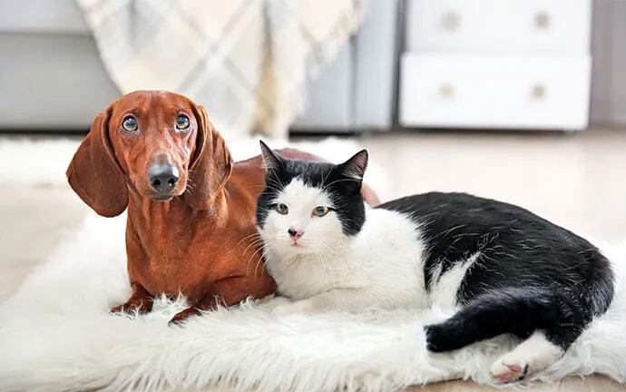 A red dachshund and a black and white cat lying together on a white rug