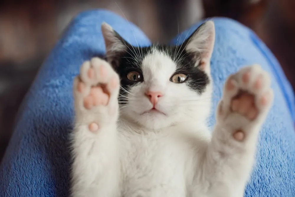 A black and white kitten reaching both front paws up toward the camera