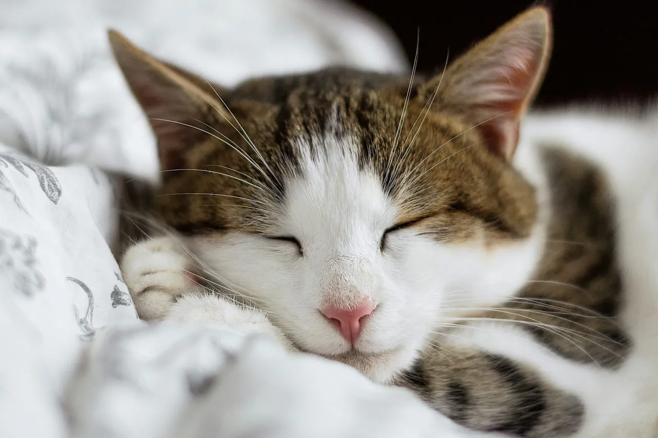 A tabby and white cat sleeping peacefully on white bedding