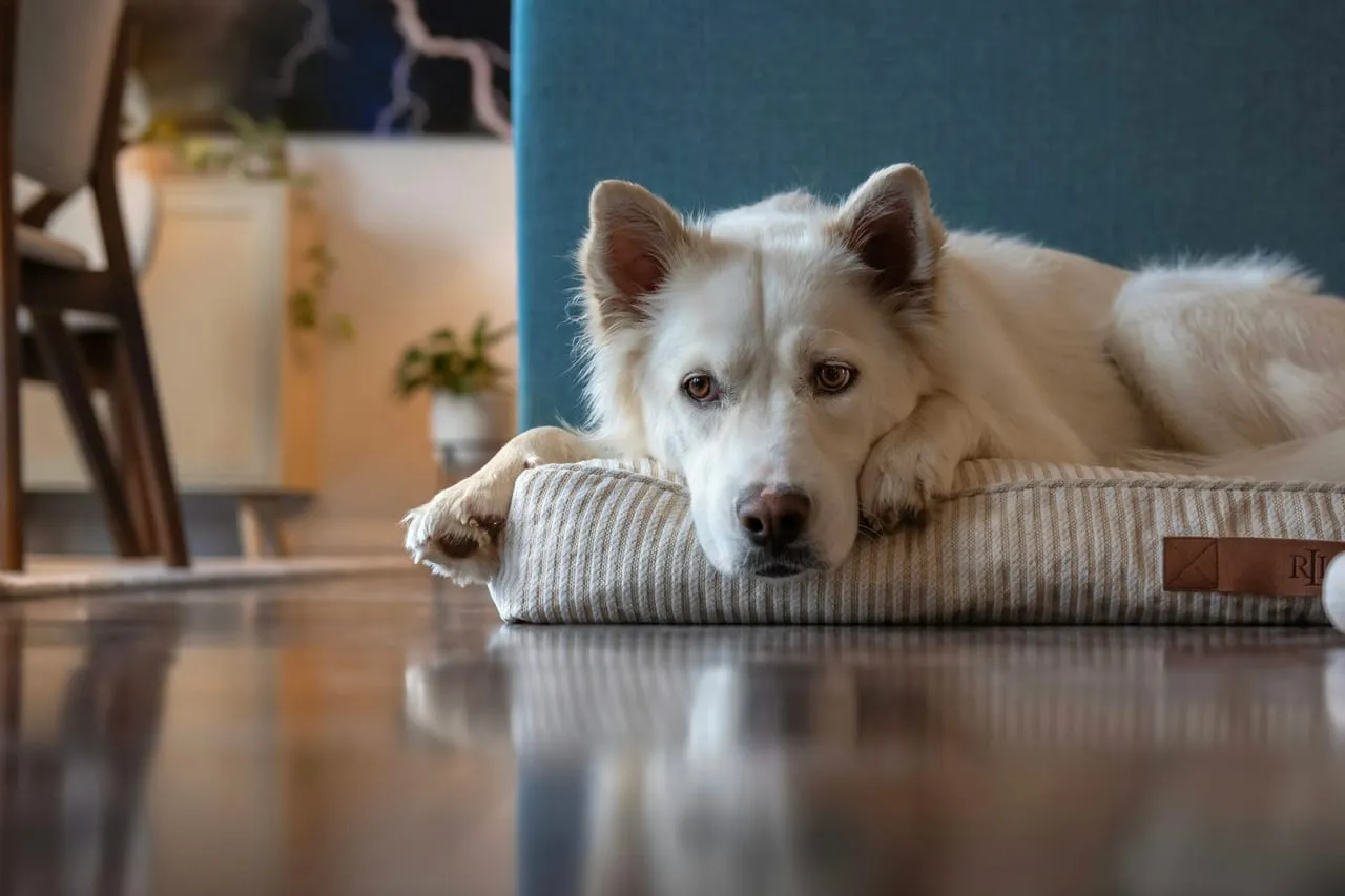 A white dog lying on a striped cushion on a wooden floor